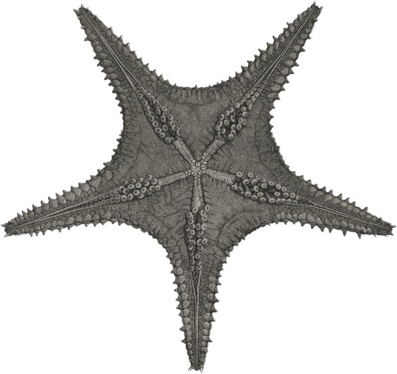 Asteria 3