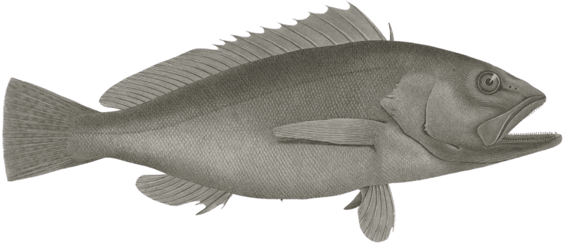 Bodian melanure (Bodianus melanurus)