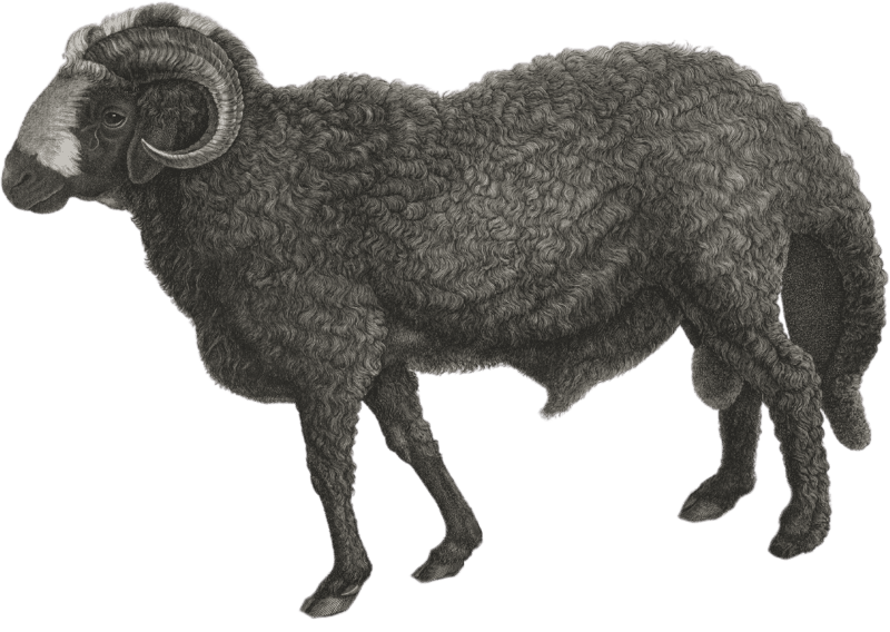 Wide-tailed ram