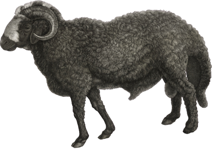 Wide-tailed ram