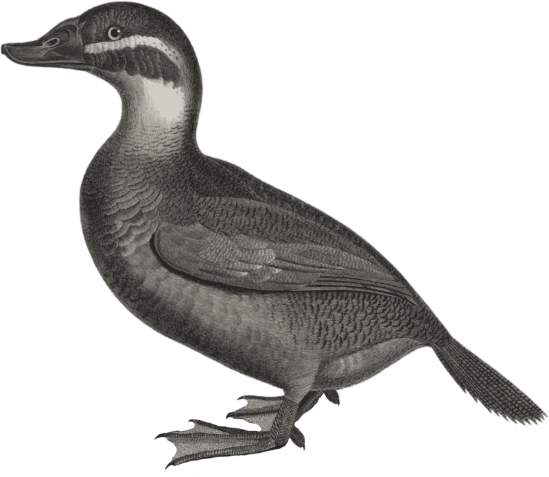 Bald duck (Anas leucocephala)