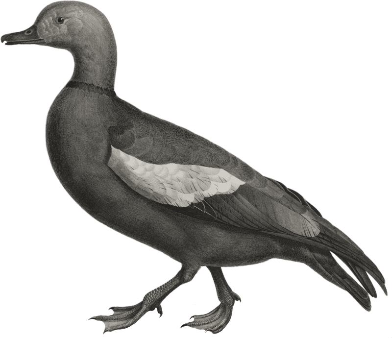 Casarca duck (Anas casarca)