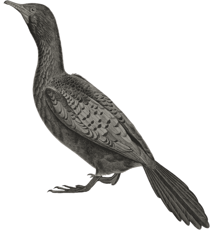 African Cormorant (Phalacrocorax Africanus)