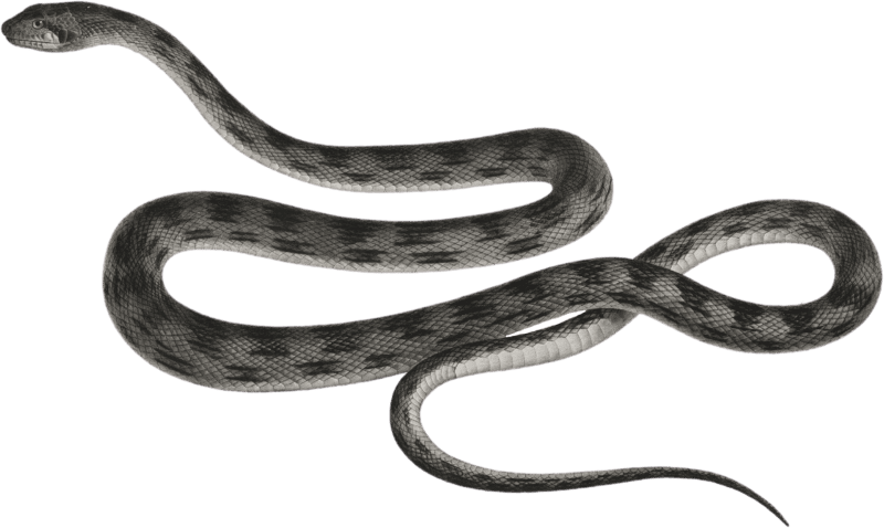 Parallel striped snake