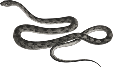 Parallel striped snake