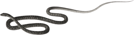 Grass snake