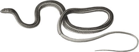 Ear snake