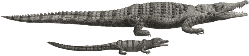 Common Crocodile & Young Common Crocodile