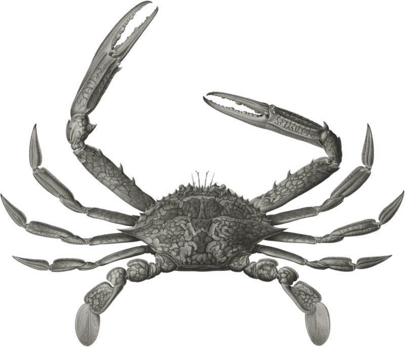 Swimming crab