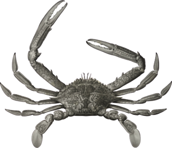 Swimming crab