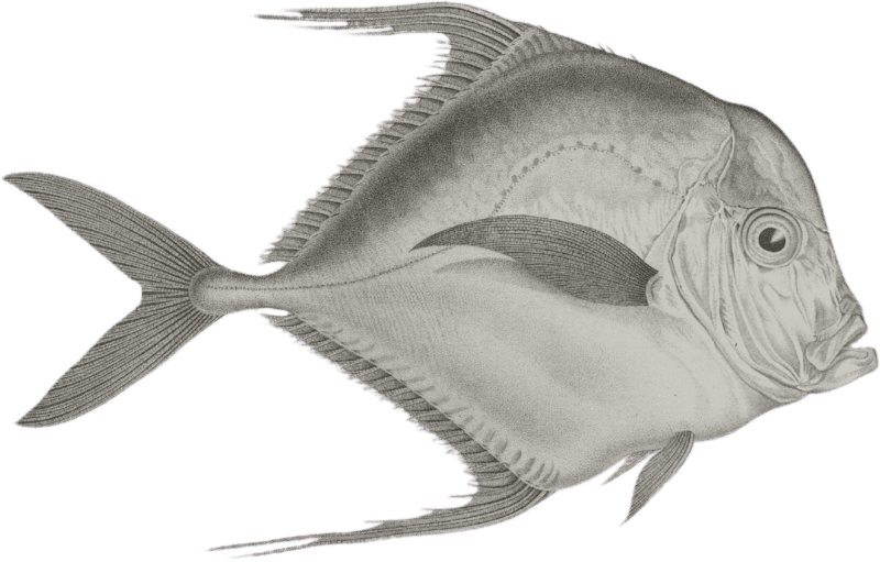 Gal of Alexandria (Gallus alexandrinus)