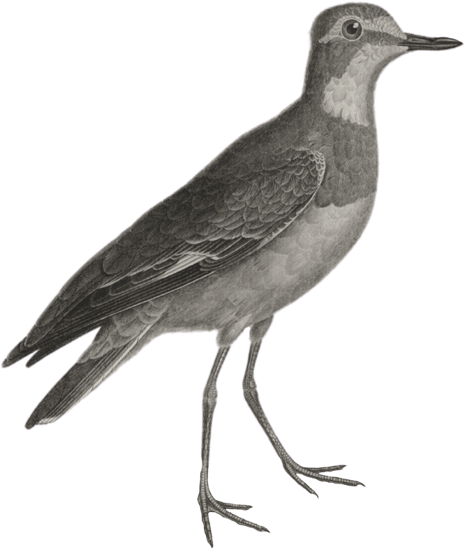 Common Plover (Charadrius hiaticula)