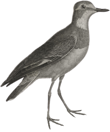 Common Plover (Charadrius hiaticula)