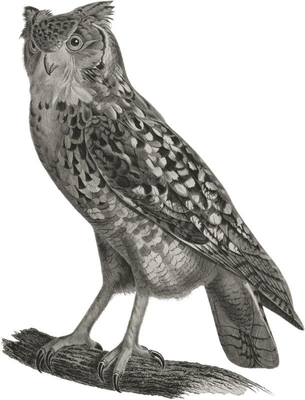 Ascalaph or Egyptian Owl (Strix ascalaphus)