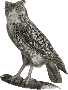 Ascalaph or Egyptian Owl (Strix ascalaphus)