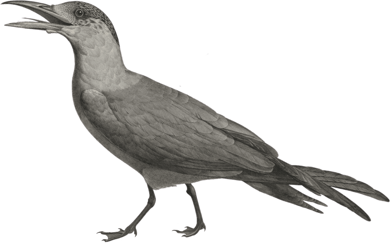 Tschergava sea swallow (Sterna Caspia)