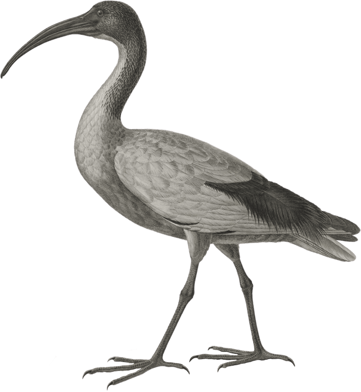 White or sacred ibis (Ibis religiosa)