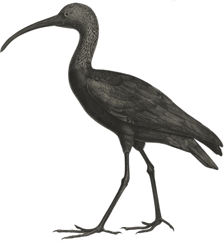 Black ibis (Ibis falcinellus)