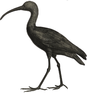 Black ibis (Ibis falcinellus)
