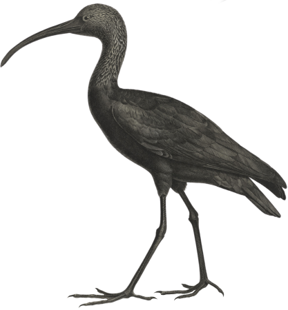 Black ibis (Ibis falcinellus)