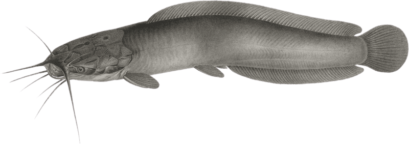 Harmout Heterobranchus (Heterobranchus anguillaris)