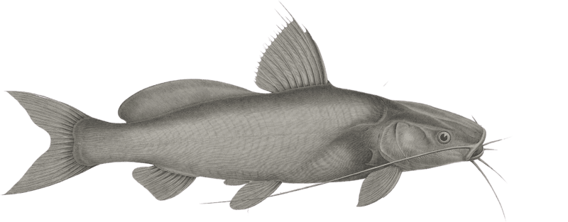 Bayad docmac (Porcus docmac)