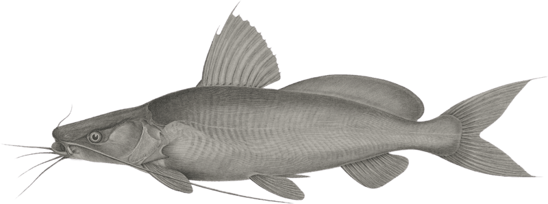 The Fitile Bayad (Porcus bayad)