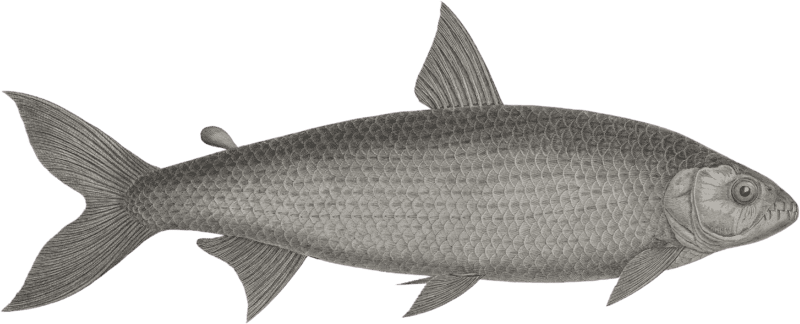 Characin raschal (Characinus dentex)