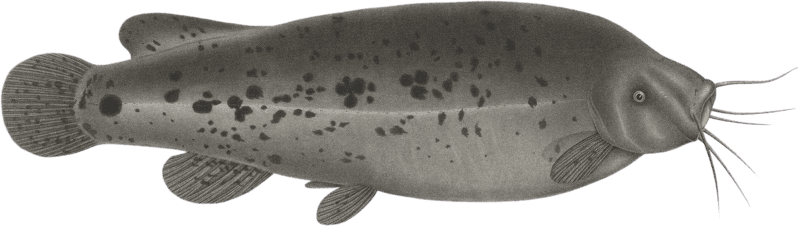 The Electric Malapterure (Malapterurus electricus)
