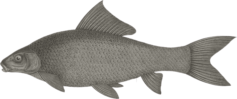 Cyprin lebis (Cyprinus niloticus)