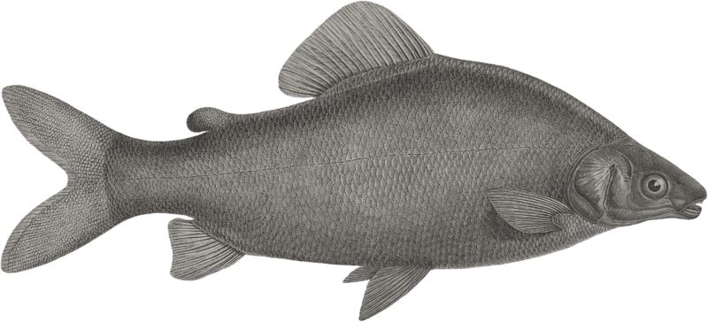 Characin nefasch (Characinus nefasch)