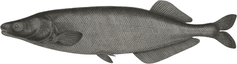 Dendera's Mormyrus (Mormyrus anguilloides)