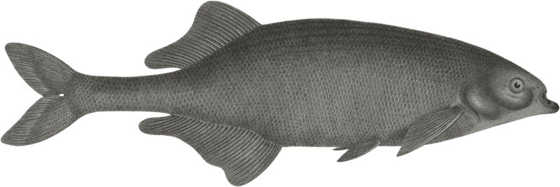Salheyéh's Mormyr (Mormyrus labiatus)
