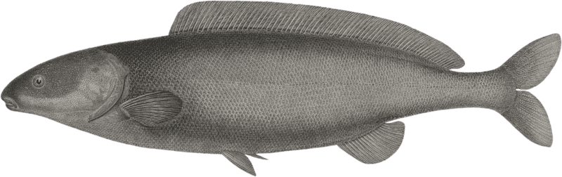 Hasselquist's Mormyrus (Mormyrus caschive)