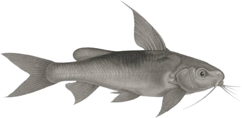 Pimelode aboureal (Pimelodus auratus)