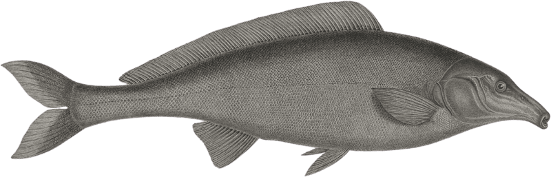 The oxyrhynchus mormyrus (Mormyrus oxyrhyncus)