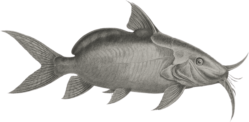 The Gemel Pimelode (Pimelodus membranaceus);