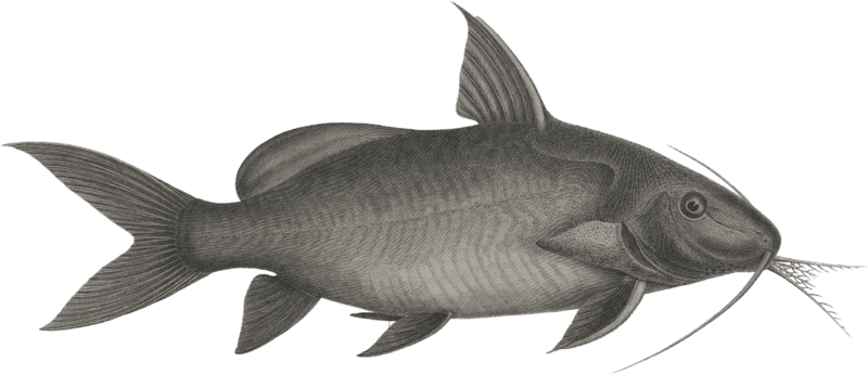 Pimelode scheilan (Pimelodus clarias)