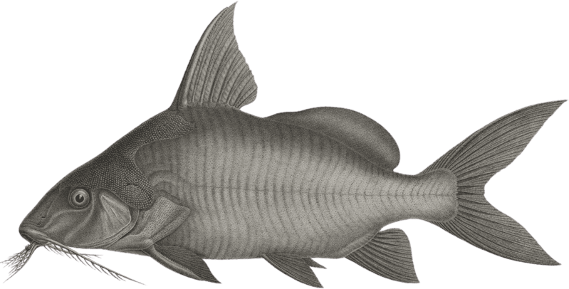 The Pimelode synodont (Pimelodus synodontis)
