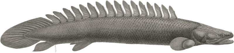 Polyptère bichir (Polypterus bichir)