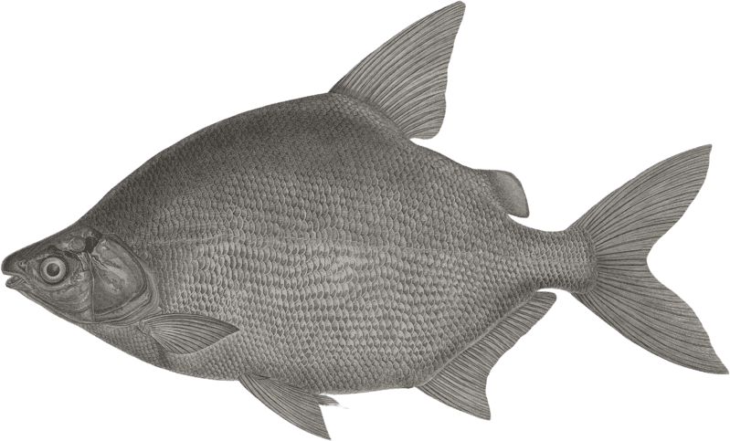 Citharine Serrasalme (Serrasalmus citharus)