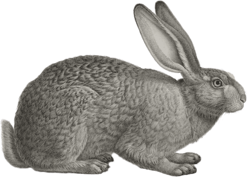 Egyptian hare