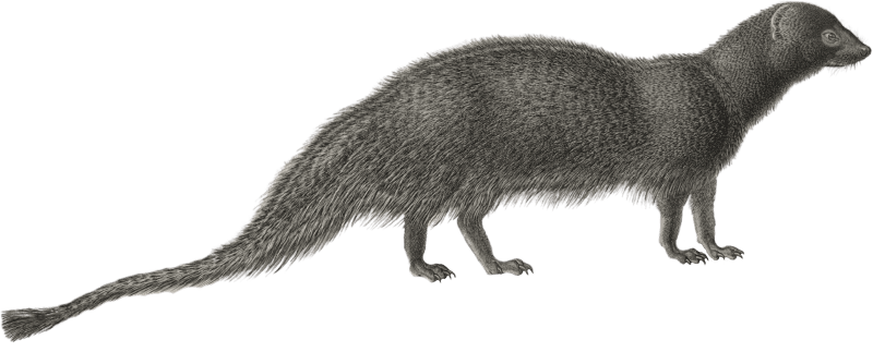 Ichneumon mongoose