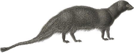 Ichneumon mongoose