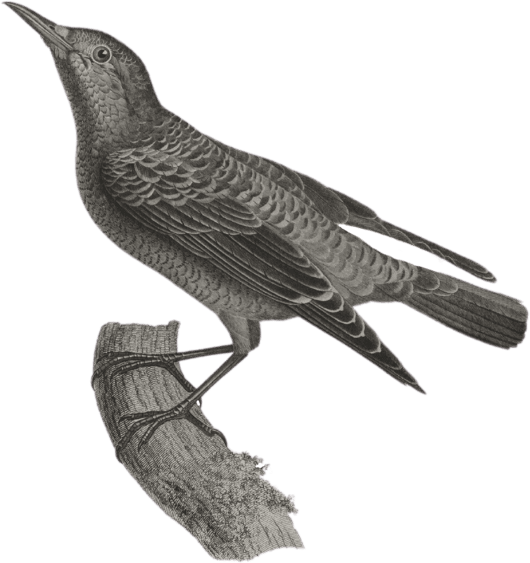 Rock robin (Turdus saxatilis)