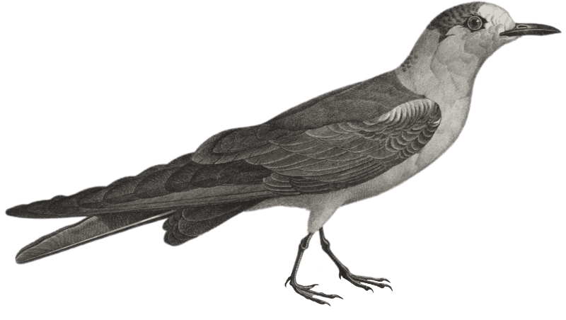 Dorbigny's Gull (Larus Dorbignyi)