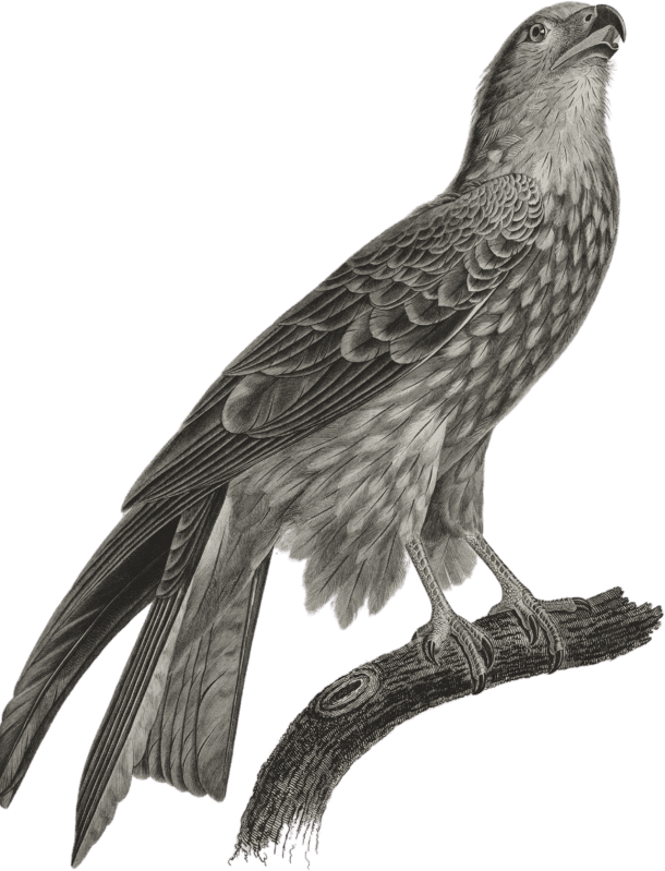 Black Kite or Parasite (Milvus ater)