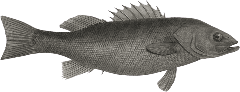 Elongated Perch (Perca elongata)