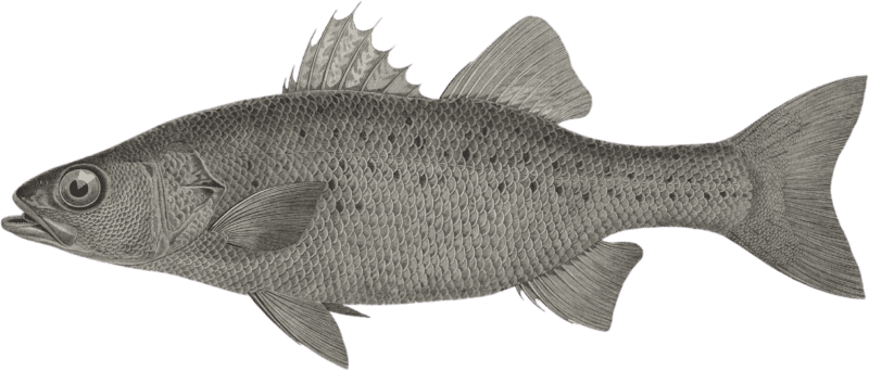 Night perch (Perca punctata)