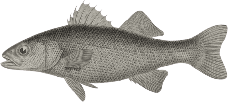 Curvy Perch (Perca sinuosa)